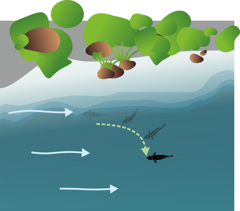 Перестроение малька скатыванием