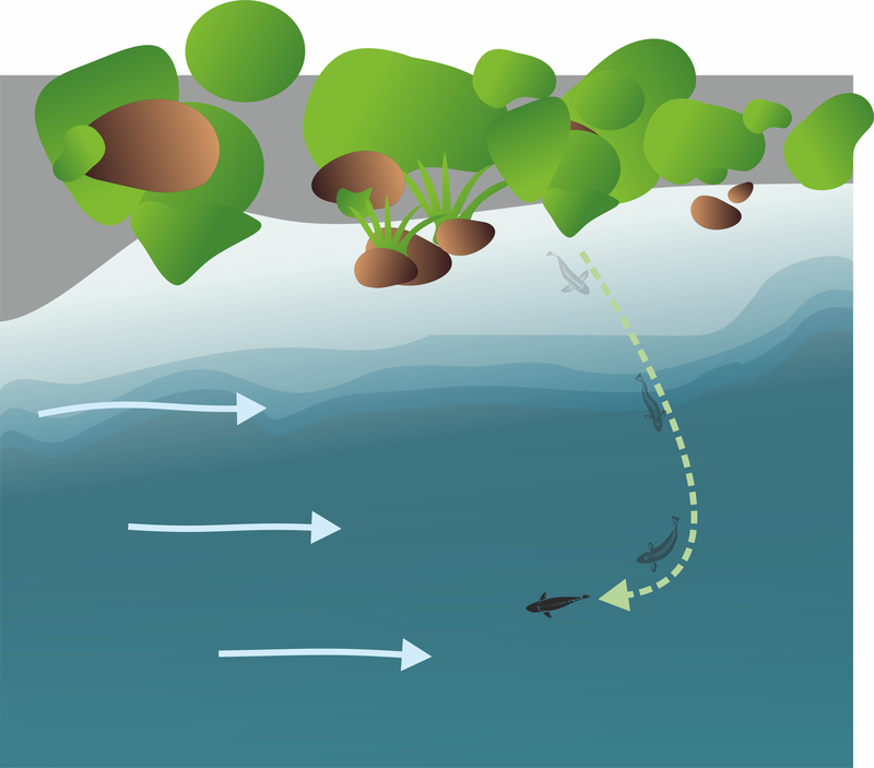 Бегство малька вниз