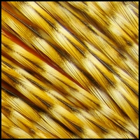 2whit_ginger_barred_medium