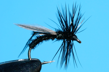 Black Hopper
